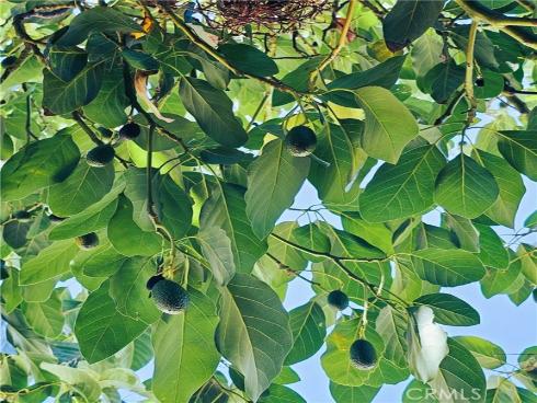 215 N Olive Street, Anaheim, CA