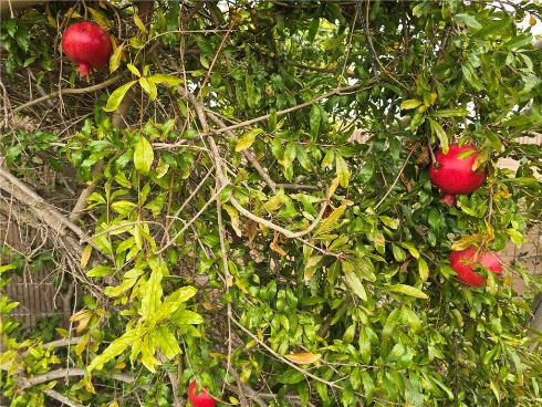 3115 W Teranimar  , Anaheim, CA