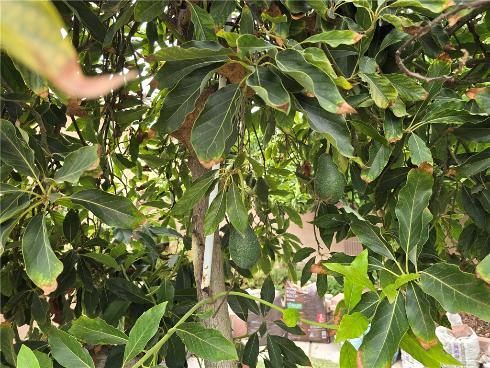 3115 W Teranimar  , Anaheim, CA