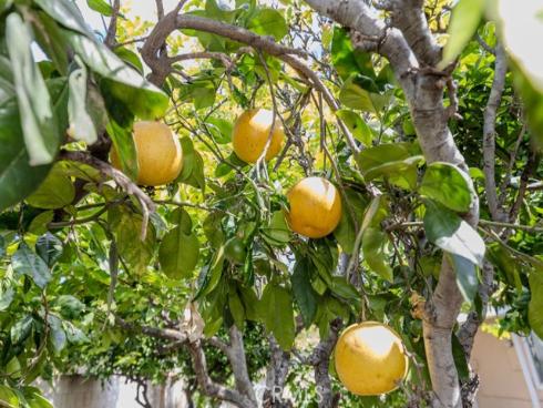 507 S Shields   Drive, Anaheim, CA