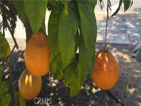 559 S Clementine , Anaheim, CA