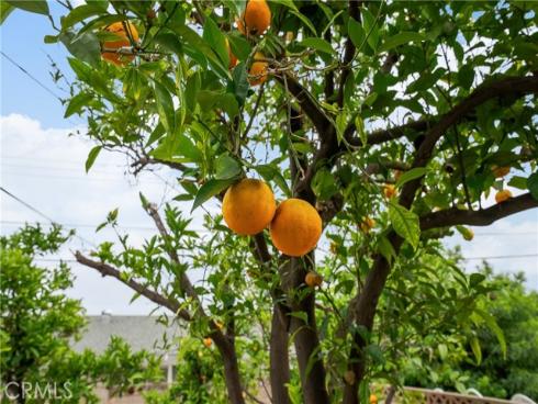 920  Wildrose  , Brea, CA