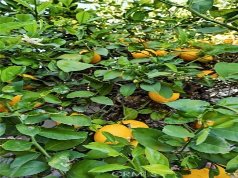 421  Sycamore Avenue  , Brea, CA