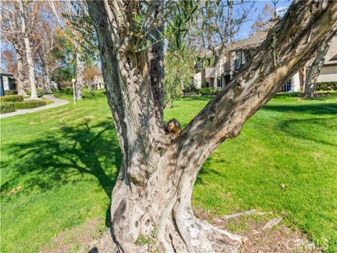 692  Archwood   Avenue, Brea, CA