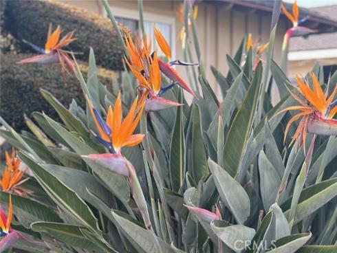 6849  Whitman   Drive, Buena Park, CA