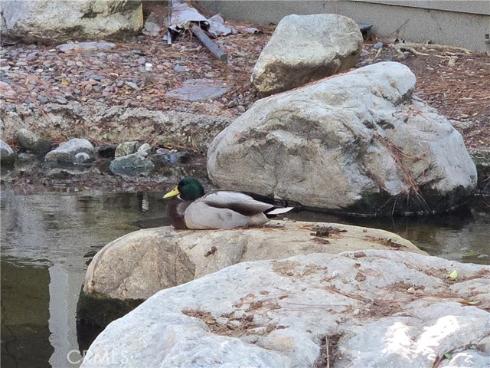 783  Grayling  , Costa Mesa, CA