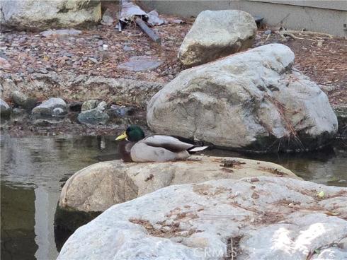 783  Grayling  , Costa Mesa, CA