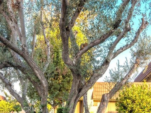 6618  Southampton   Drive, Cypress, CA