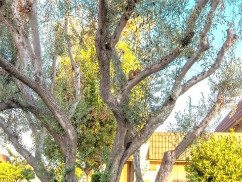 11268  Morgen Way  , Cypress, CA