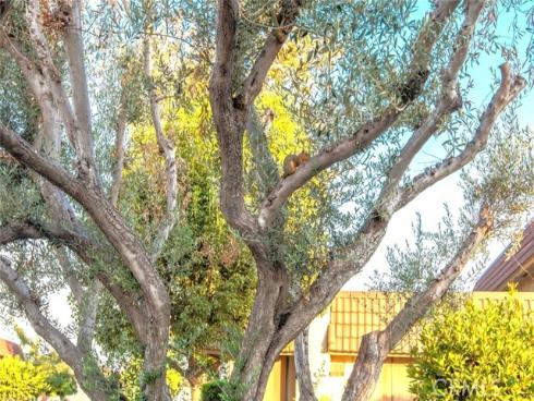 6638  Southampton   Drive, Cypress, CA