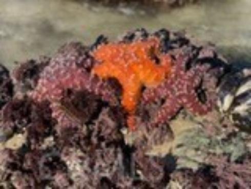 34134  Selva Road  248 , Dana Point, CA