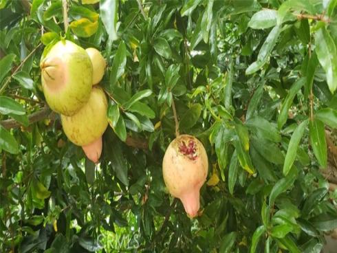 9715  Raven   Circle, Fountain Valley, CA