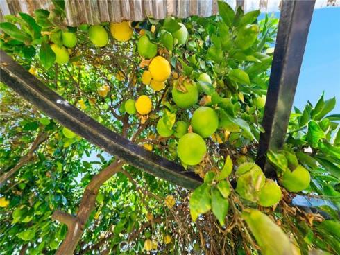 1425 W Woodcrest   Avenue, Fullerton, CA