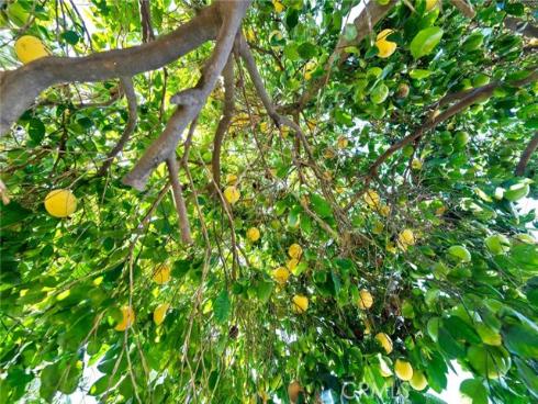 1425 W Woodcrest   Avenue, Fullerton, CA