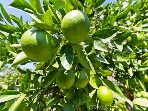 1425 W Woodcrest   Avenue, Fullerton, CA