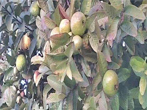 10181  Larson   Avenue, Garden Grove, CA