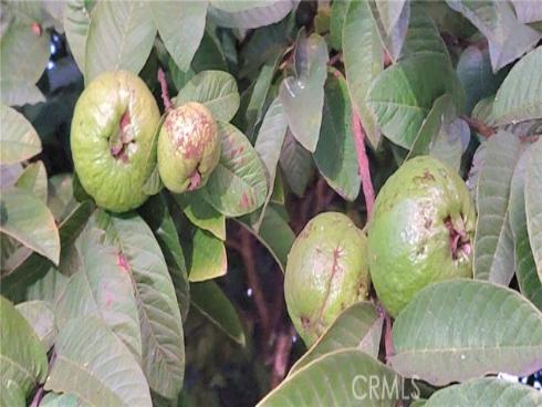 10181  Larson   Avenue, Garden Grove, CA