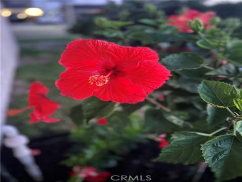 12202 Wutzke , Garden Grove, CA