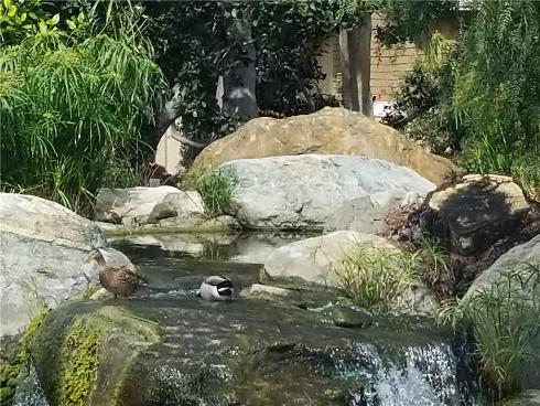 77 Lakepines , Irvine, CA