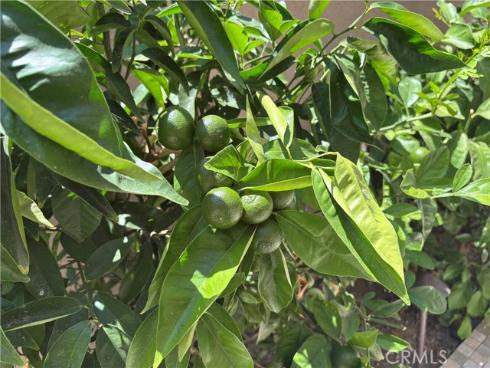 37  Peony  , Irvine, CA