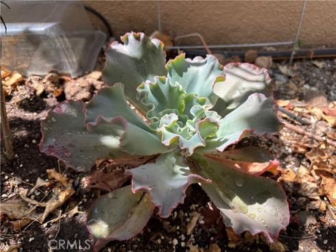 37  Peony  , Irvine, CA