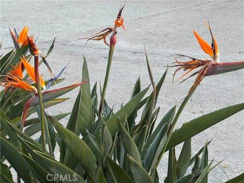 18  Woodsorrel  , Irvine, CA