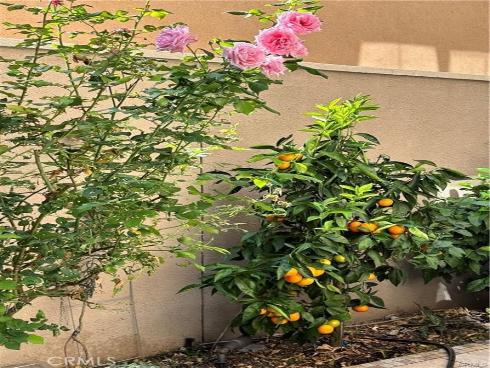 37  Peony  , Irvine, CA