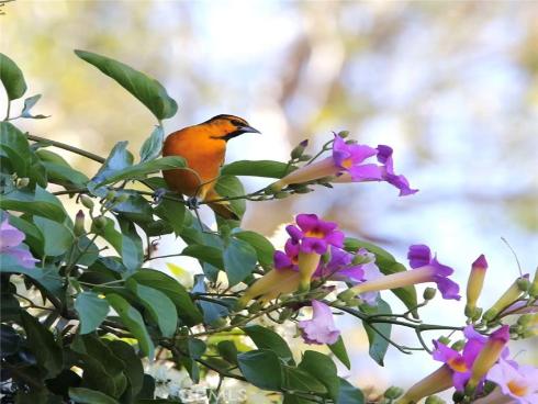 18 Broadleaf , Irvine, CA