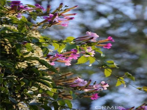 18 Broadleaf , Irvine, CA