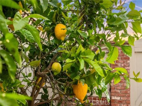 3  Candlebush  , Irvine, CA