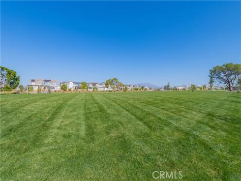 427  Flycatcher  , Irvine, CA