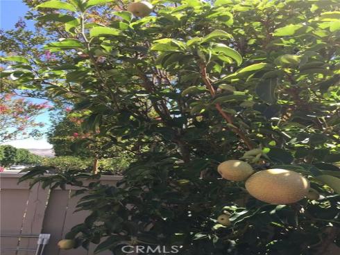 3  Ardmore  , Irvine, CA