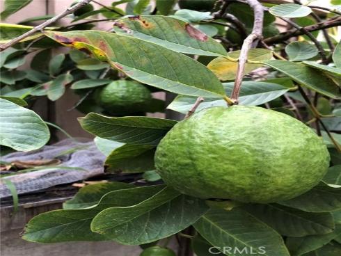 3  Ardmore  , Irvine, CA