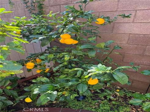 3  Ardmore  , Irvine, CA