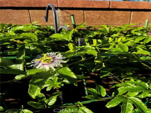 3  Ardmore  , Irvine, CA