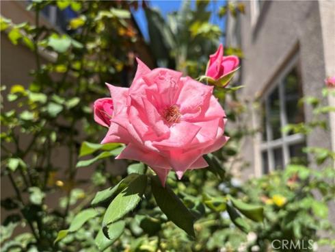 37 Peony , Irvine, CA