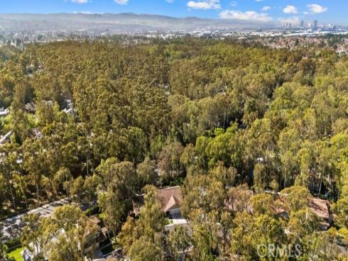 25116  Cineria  , Lake Forest, CA