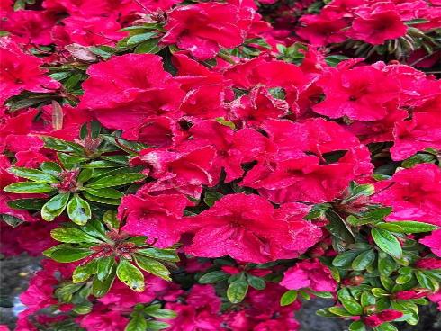 23722 Via Pellicer , Mission Viejo, CA