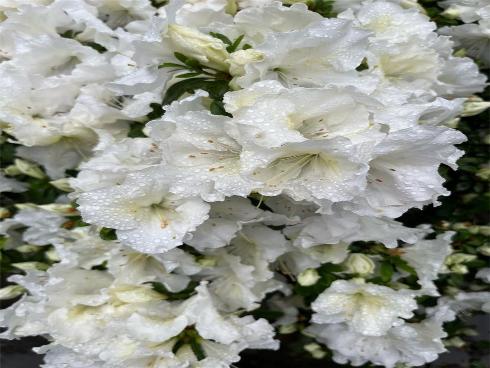 23722 Via Pellicer , Mission Viejo, CA