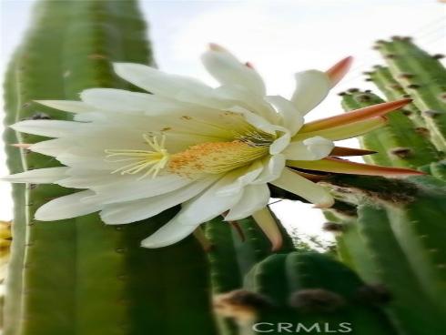 3139 E Chapman 14A Avenue, Orange, CA