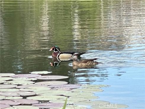 7635 E Appaloosa  , Orange, CA