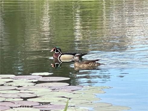 654 N Buttonbush  , Orange, CA