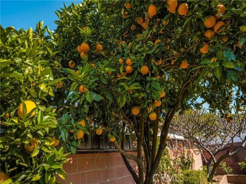 1306 E Rose Avenue, Orange, CA