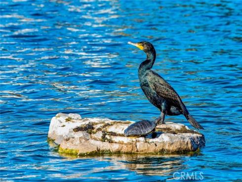 145  Montana Del Lago  , Rancho Santa Margarita, CA