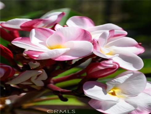 12  Serna  , Rancho Santa Margarita, CA