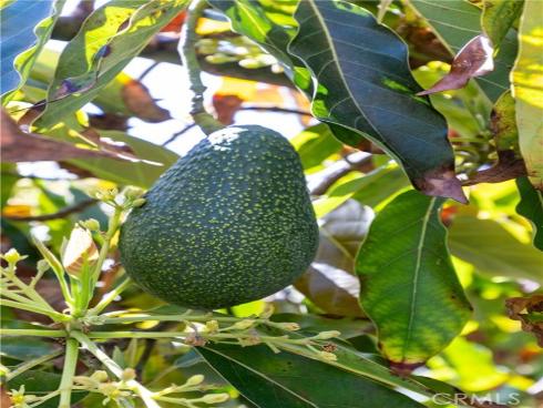 318 Avenida Costanso , San Clemente, CA