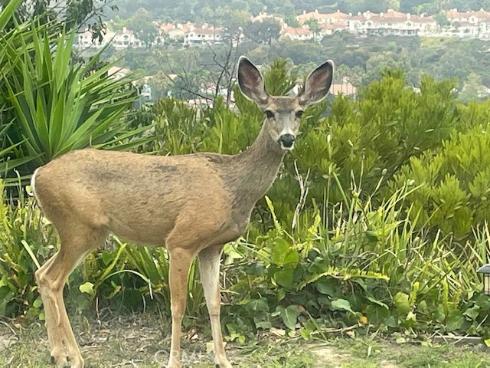 405 Avenida Salvador , San Clemente, CA