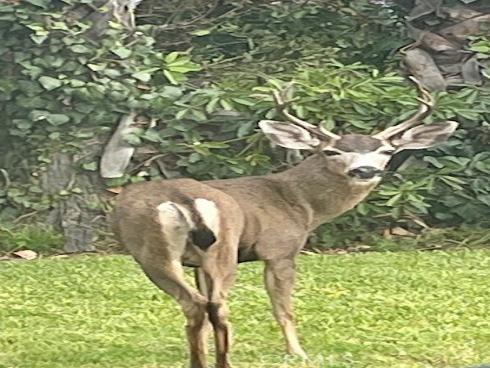 405 Avenida Salvador , San Clemente, CA