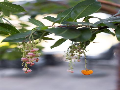 27901 Via Estancia , San Juan Capistrano, CA