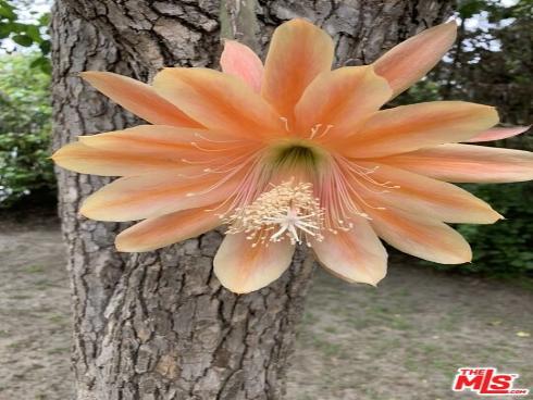 31523 Aguacate Road, San Juan Capistrano, CA